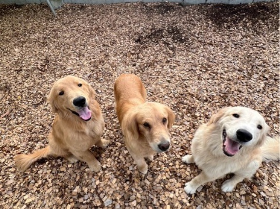 シェルターゴールデンず❤️