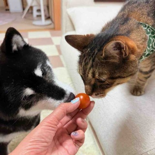 かぼすちゃんとおさんぽ。