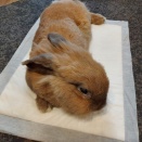 ラビたん今までたくさんの幸せをありがとうね