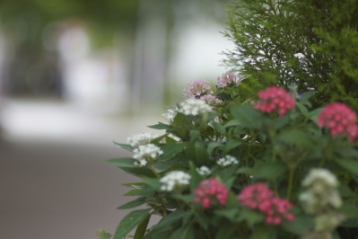 CANON 100mm f2(Lマウント) : 会計士によるバリューアップ クラカメ趣味