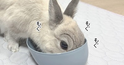 うさぎのルリ(9/9追記)