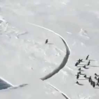 猫の動画 ねこわん！