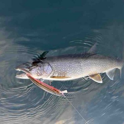ORA Minnow Serendipity