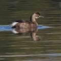 海浜公園でカイツブリの夏羽