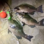 三浦半島週末磯釣りのブログblog