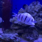 猫吉の海水魚日記
