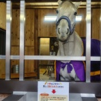 迷カエルコハウス🐸