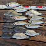 釣り筏　清福丸