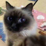やーこばなし