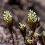 楽のデジカメ散歩
