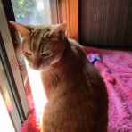 だいちゃんとはなちゃんの猫日記