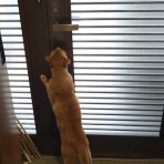 あんこと麦と