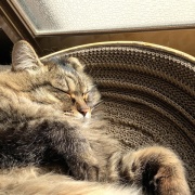 【猫写真】母に寄り添うマロちゃん