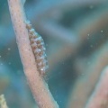 6月13日　ナカモトイロワケハゼ