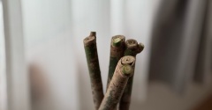預かりもの、思い切って丸坊主にした結果