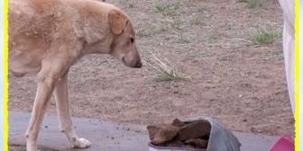【にじさんじ】「モンゴルの犬」未公開シーンがこちら→『正面からのモンゴル犬助かる』『4人の未公開シーンより先にモンゴルの犬は草生えますよ』