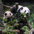 中国と対立している日本、パンダ無保有国になる…来月最後の2匹を返還＝韓国の反応