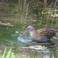 ヒクイナ＆クイナの蔵出し画像🦜（多々良沼公園）