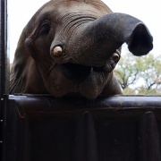 媛ちゃんの19歳のお誕生会♪　（３）