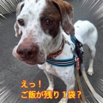 GUNDOG RESCUE CACI 活動ブログ