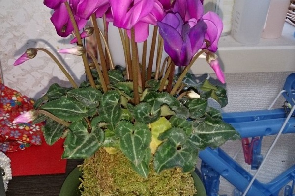 花の名前と形が一致しない男が花ブログを始める 14年02月