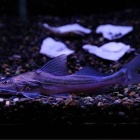 『6月19日(木)熱帯魚入荷情報①🐟』の画像