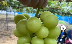 秩父でぶどう狩りとしいたけ狩り