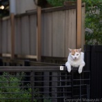 猫写真家・沖 昌之のブログ　野良ねこちゃんねる。　