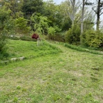 　落合桜　パリの風