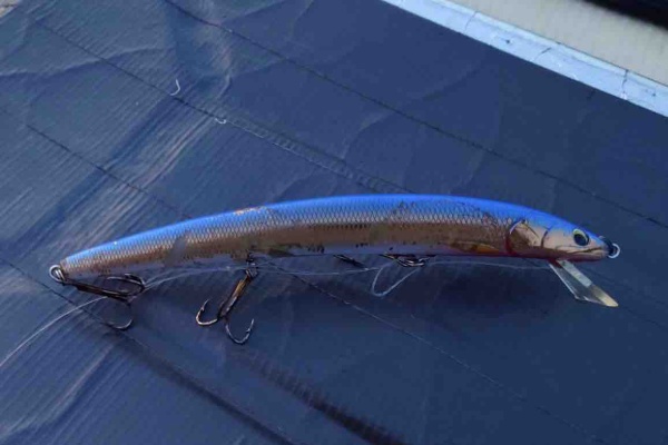ORA Minnow Serendipity