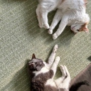 日向ぼっこからじゃれ合いへ。どちらが勝った？