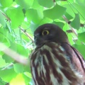 2025天然記念物大銀杏でアオバズクを撮る🦉XV（足利市鑁阿寺）