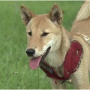 クマから栗林を守れ！犬の習性を活用した被害防止対策。
