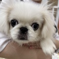 ★子犬紹介★