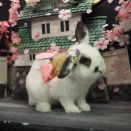 4月30日のグルーミングフォト