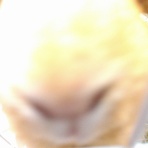 モルモットのミル