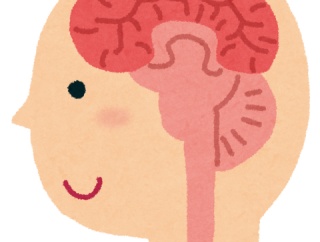 高カロリー食がもたらす認知機能低下のメカニズムを解明　東京科学大学と帝京大学