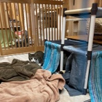 家をさがすのじゃ～～～～