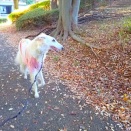 就寝前のひとっ走りパトロール