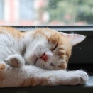 ●　「春眠暁を覚えず」のわけ