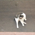 おっちゃんの気まぐれサラダ。