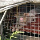 豚🐖