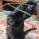 両手で葉っぱをゲットだニャ