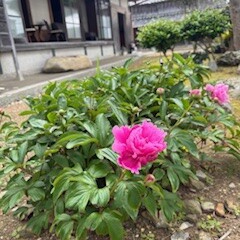 お庭と芍薬。