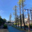 緑陰道路メタセコイヤ並木がぁ！？
