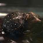 ペットショップふじやのブログ