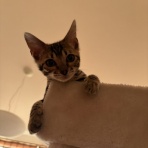 ベンガルとの毎日