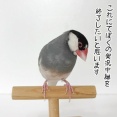 ふたりの爪切りと実況中継