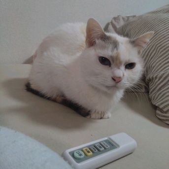 実物のﾈｺﾁｬﾝたちセカンド293