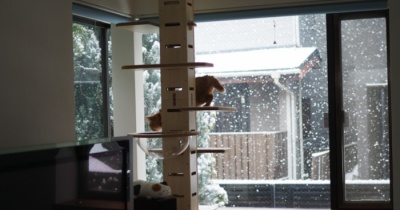 今日は降ってる。